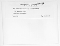 Colletogloeum dalbergiae image
